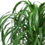 Palm 'Ponytail' 