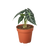 Alocasia Amazonica 'Bambino'