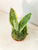 Snake Plant Sanservieria Kokedama