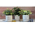 Planter Keep Believing Keep Trusting