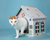 Breezy Beach Cottage Cardboard Cat Playhouse (Pack of 5) 