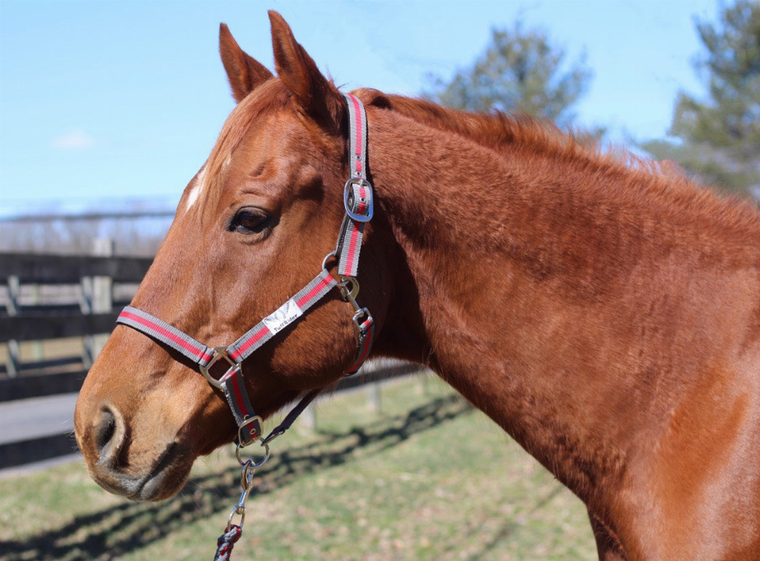 TuffRider Nylon Breakaway Halter & Lead Set - 810013131079