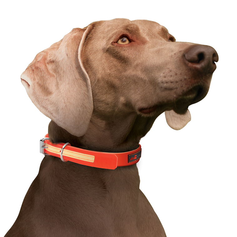 Play Glow Collar - 692231003907