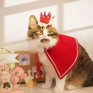 Merry Christmas Crown for pets - 171000039453