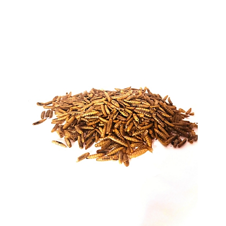 Dried Black Soldier Fly Larvae - 860008413130
