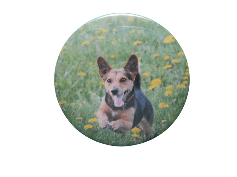 Cute Dog