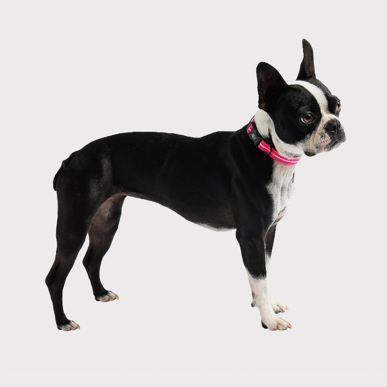 GF Pet  Reflective Collar