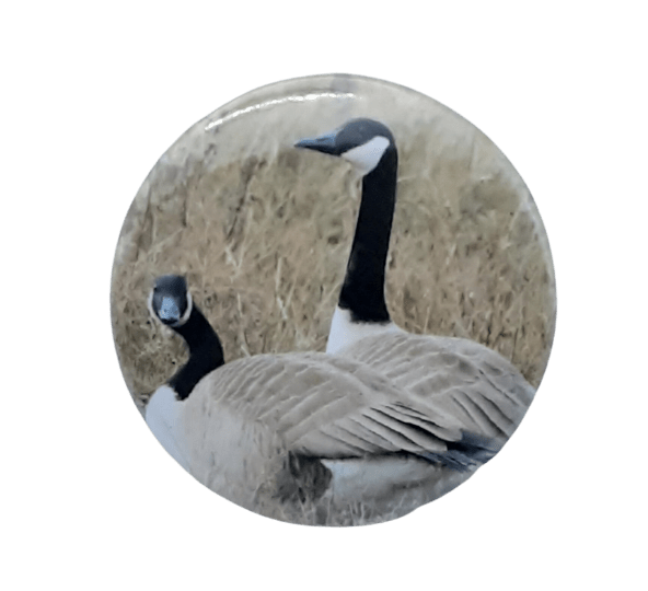 Canada Geese