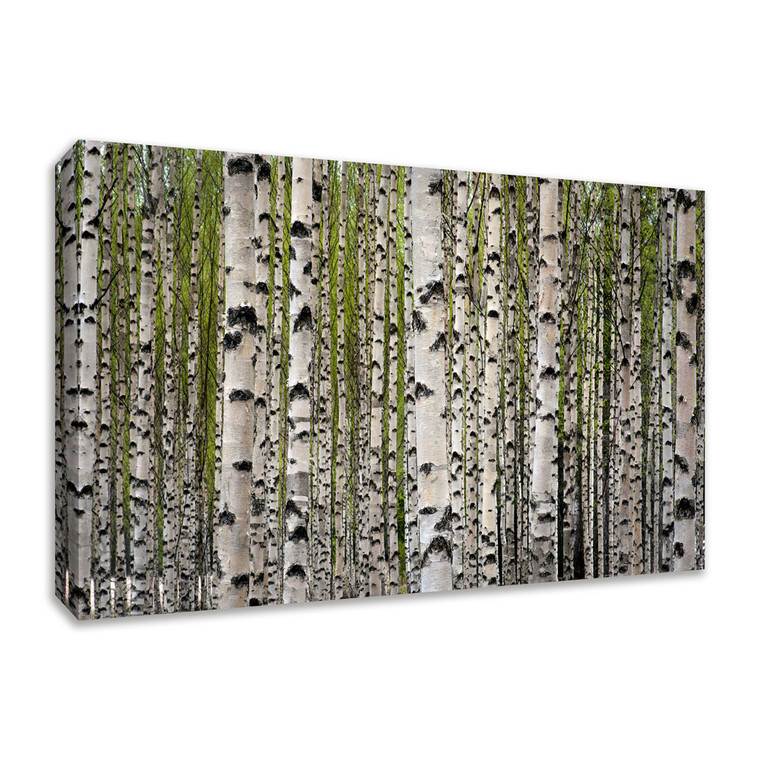 Spring Birch 3 Wrapped Canvas Print Wall Art - 606114233527