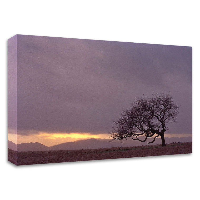 "Field" Wrapped Canvas Print Wall Art - 606114514886