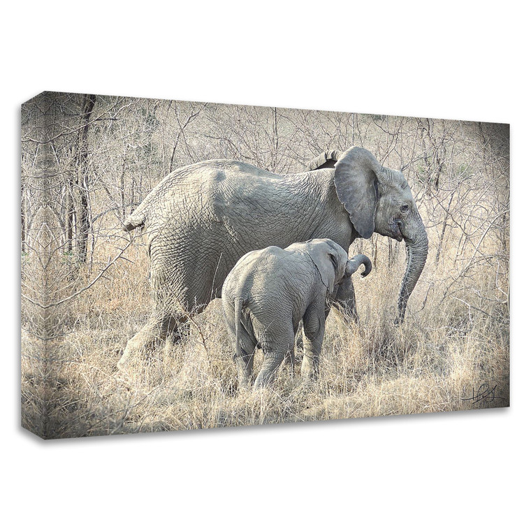 "Elephants" Wrapped Canvas Print Wall Art - 606114537625