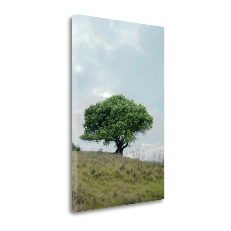 Oak Tree 80 Wrapped Canvas Print Wall Art - 606114283546