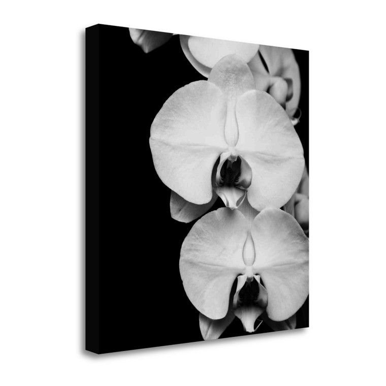 Orchid Portrait II Wrapped Canvas Print Living Room Wall Art - 606114252214