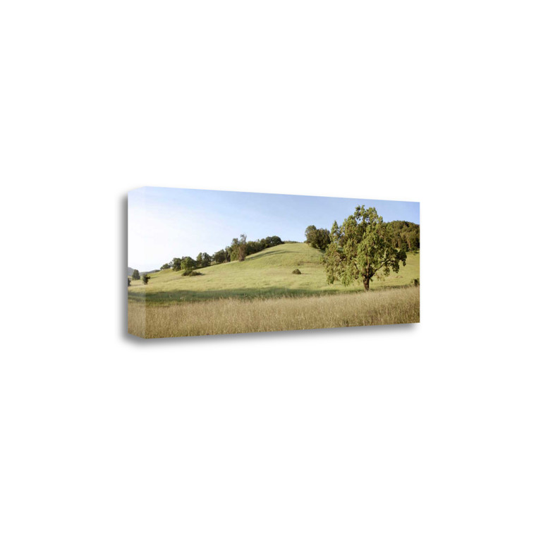 Oak Tree Pano 99 Wrapped Canvas Print Wall Art - 606114283959