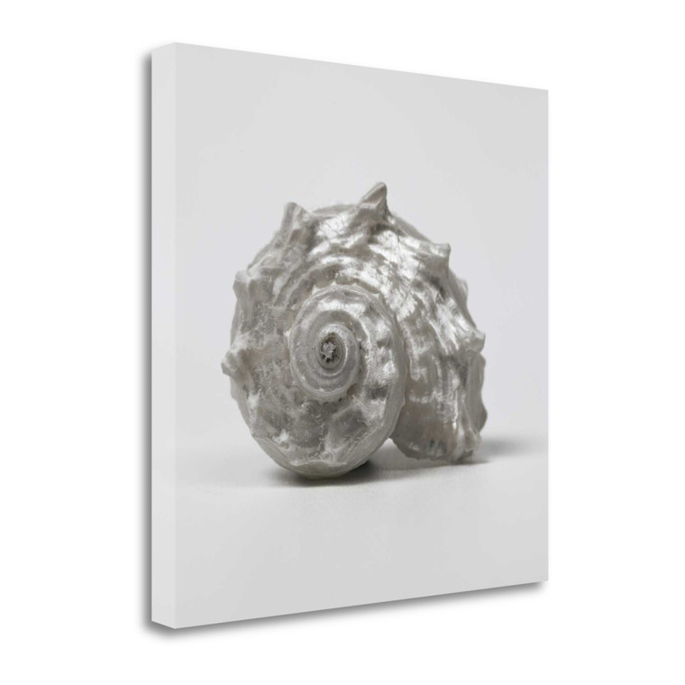 27" Contemporary Silver Seashell Print on Gallery Wrap Canvas Wall Art - 606114114574