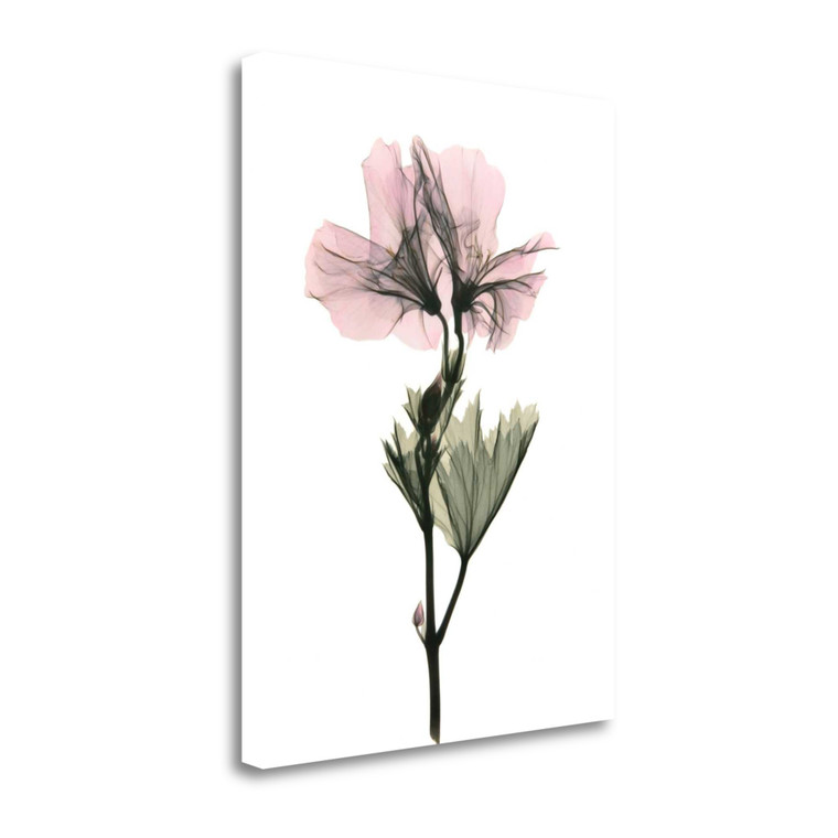 Geranium 1 Wrapped Canvas Print Living Room Wall Art - 606114197164