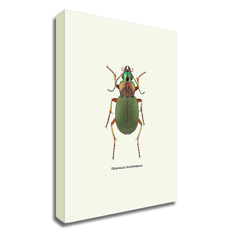 "Beetle Green" Wrapped Canvas Print Wall Art - 606114516699