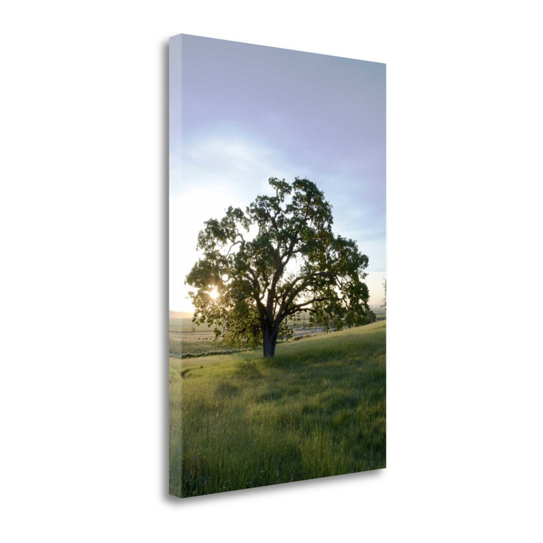 Oak Tree 95 Wrapped Canvas Print Wall Art - 606114283973