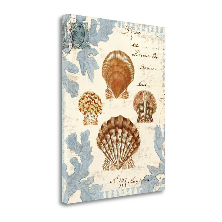 Seashell Collection I Wrapped Canvas Print Wall Art - 606114246008