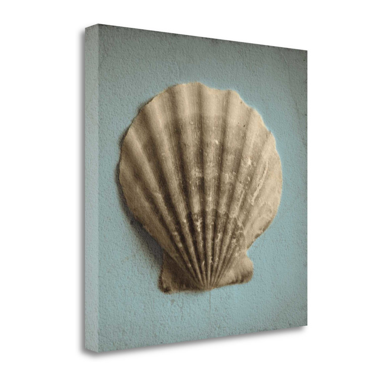 Seashell Study Ii Wrapped Canvas Print Wall Art - 606114208396