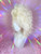 READY 2 SHIP MidSumma Sale - "Blondes have more fun" - fab side slicked platinum blonde with modern corksrew curl styled up BIG!