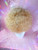 Ready 2 SHIP! - "Big Bronde Bette!" - lush and dense mixed blonde big drag hair 