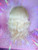 Ready 2 SHIP! - Lush High density BIG platinum blonde with custom ventilated white streak with gold & iridescent tinsel. 