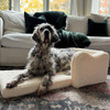 Sherpa Mini Sofa - Dog laying in sofa