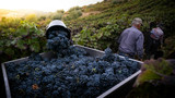 5 Ways to Make the Most of Aging Grapes