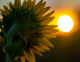 The Radiance of Sunflowers: Fun and Facts