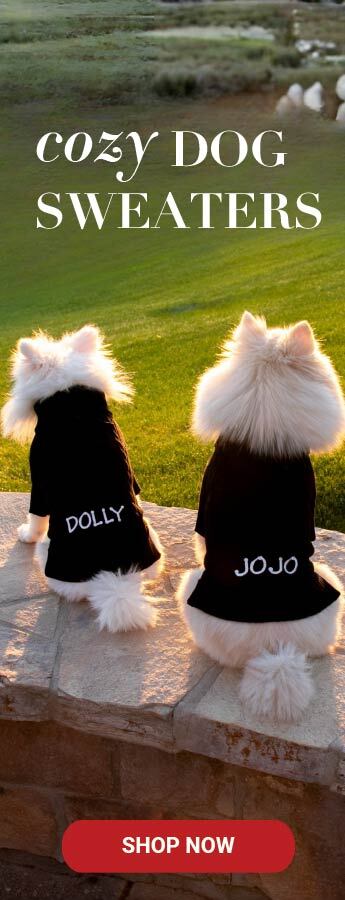 Two dogs sitting wearing personalized sweaters