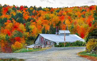 fall-sugarbush2.jpg
