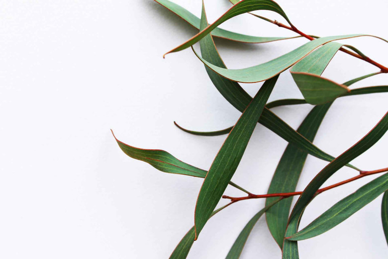 7 Reasons you Shall Get Yourself Eucalyptus Infused Personal Care Products