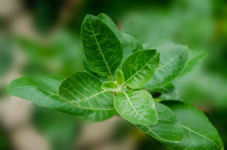 What is Ashwagandha and Its Benefits
