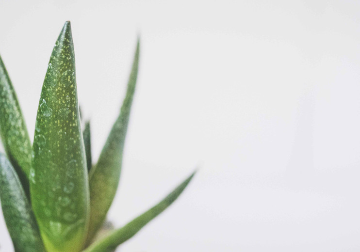 Why You Should Look For Aloe Vera Infused Personal Care and Skincare Products?