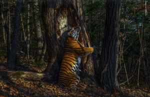 Print - The Embrace (Tiger - Wildlife Photographer of the Year 2020) (6619) Print - The Embrace (Tiger - Wildlife Photographer of the Year 2020) (6619)