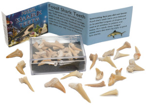 Fossil Sharks Teeth (11379) Fossil Sharks Teeth (11379)