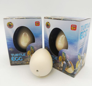 Turtle Egg 4954