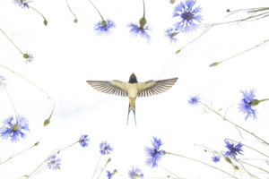 Swallow Over Meadow Wall Print - Wildlife Photographer of the Year 59 (126) Swallow Over Meadow Wall Print - Wildlife Photographer of the Year 59 (126)