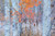 Autumn Glow Bookmark - Wildlife Photographer of the Year 59 (15)