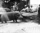 Japanese Naval Sailors Observing Hippopotamus