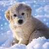 3D Holographic Up Close PUPPY IN SNOW Christmas Greeting Card