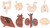 Safari Ltd Human Organs 48 Pieces Bulk Bag, set of realistic anatomical models of human organs including intestines, brain, liver, heart, and lungs.