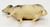 Unknown Vintage Celluloid Big Horn Ram Sheep Toy Figure, detailed collectible animal figurine made of celluloid.