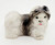 Unknown Shih Tzu Small Resin Figurine, detailed collectible resin figurine of a Shih Tzu dog with a realistic appearance and painted facial features.