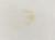 Salem Vintage 1992 Salem Fresh Wrap Escape to the Fresh Side T-shirt, close-up of a small yellow stain on white fabric.