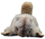 Vintage Steiff Molly Piff marmot/groundhog/woodchuck 12-inch stuffed animal Made in Austria. Molly Piff is officially label a marmot but is also referred to as a groundhog or woodchuck. Moll was produced between 1976 and 1990. Measuring 30 cm (about 12 inches) in length, it features long shaggy fur, a standing pose, and a classic Steiff button in its ear.
