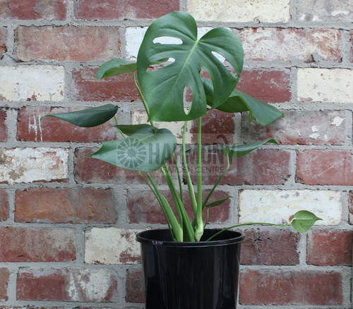 Monstera deliciosa 200 mm (1117347) 200 mm