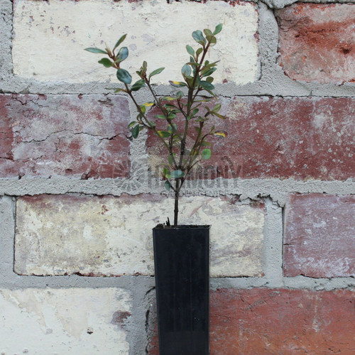 Correa pulchella 50 mm