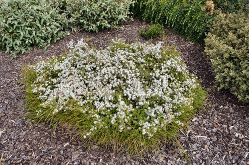 Kunzea ambigua 'Prostrate' 50 mm Kunzea ambigua 'Prostrate' 50 mm